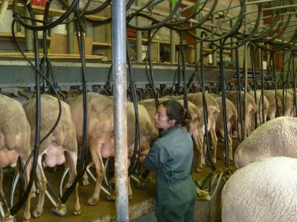 GAEC des Traversiers,fromages fermiers de brebis (La Couvertoirade), Informations La Couvertoirade