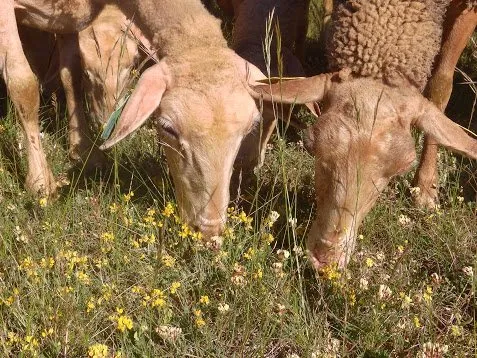 GAEC des Traversiers, GAEC des Traversiers