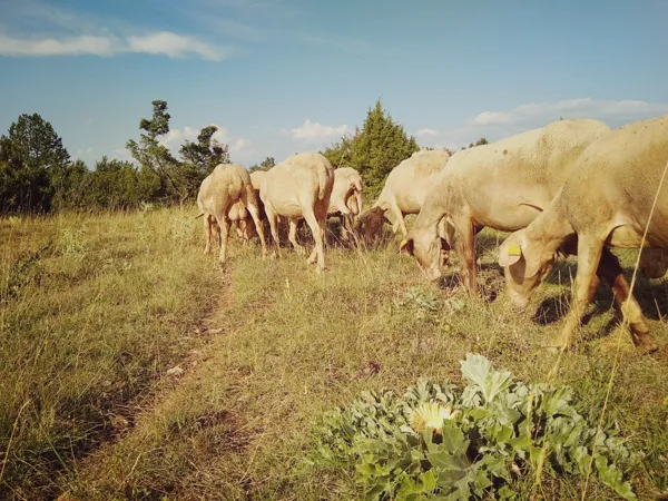 GAEC des Traversiers, GAEC des Traversiers