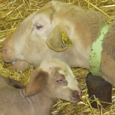 GAEC des Traversiers, GAEC des Traversiers