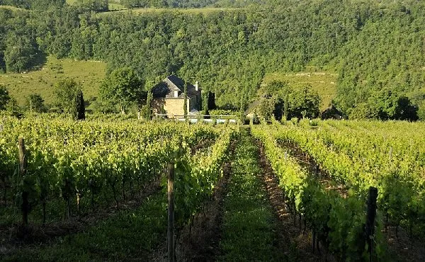 Domaine du Mioula - Vignes, Domaine du Mioula