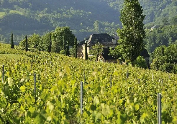 Domaine du Mioula - Vue domaine, Domaine du Mioula