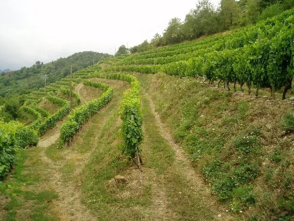 Domaine Mousset (Vins d'Entraygues - Le Fel), OFFICE DE TOURISME DU CANTON D'ENTRAYGUES SUR TRUYERE