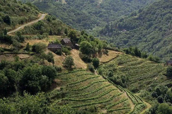 Domaine Mousset (Vins d'Entraygues - Le Fel), OFFICE DE TOURISME DU CANTON D'ENTRAYGUES SUR TRUYERE