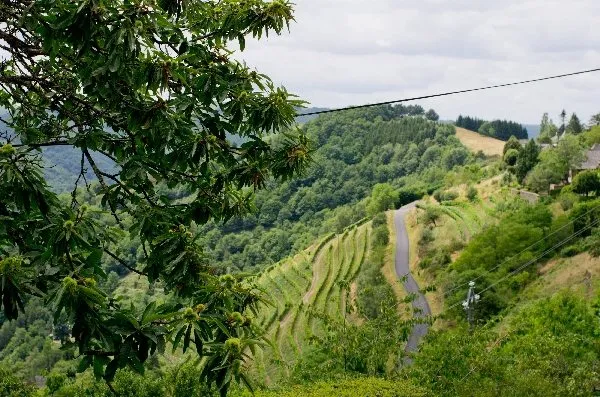 Domaine Mousset (Vins d'Entraygues - Le Fel), OFFICE DE TOURISME DU CANTON D'ENTRAYGUES SUR TRUYERE