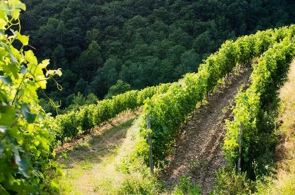 Domaine Mousset (Vins d'Entraygues - Le Fel), OFFICE DE TOURISME DU CANTON D'ENTRAYGUES SUR TRUYERE