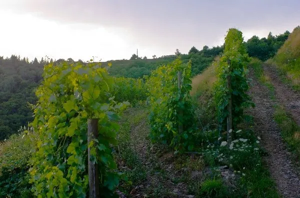 Domaine Mousset (Vins d'Entraygues - Le Fel), OFFICE DE TOURISME DU CANTON D'ENTRAYGUES SUR TRUYERE