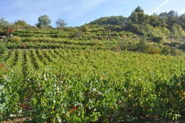 Domaine Durand - Vignes, OFFICE DE TOURISME de CONQUES-MARCILLAC