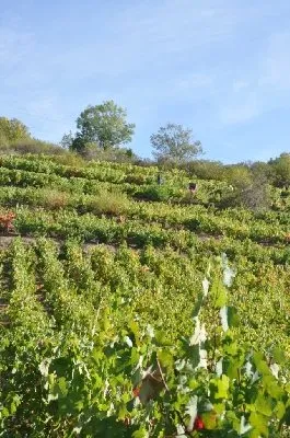Domaine Durand - Rangs de vignes, OFFICE DE TOURISME de CONQUES-MARCILLAC