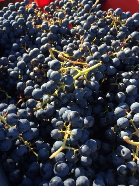 Domaine le Verdus, OFFICE DE TOURISME de CONQUES-MARCILLAC