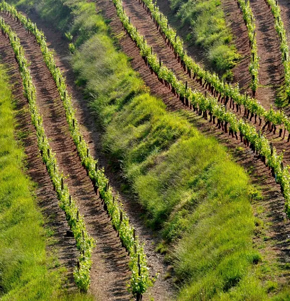 Vignes du Domaine de la Carolie, 