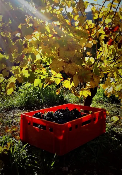 Domaine des Boissières, OTCM