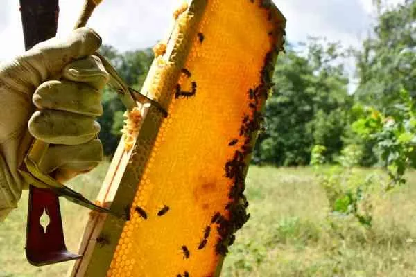 Emmanuel Gilhodes Apiculture, OFFICE DE TOURISME DU PLATEAU DE MONTBAZENS