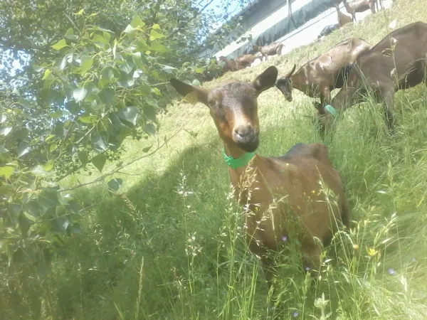 Les Chèvres de Coubisou, OT Terres d'Aveyron