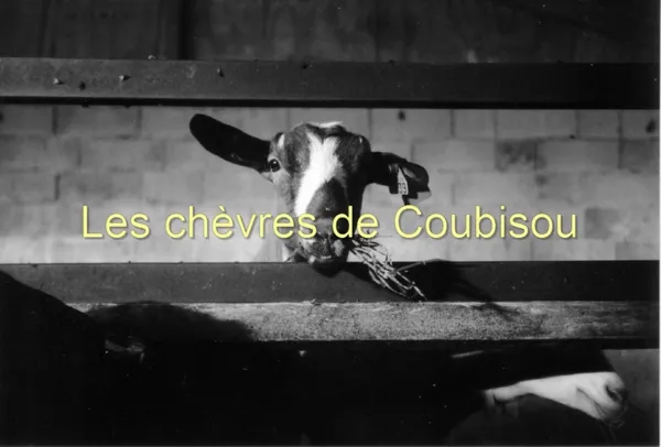 Les Chèvres de Coubisou, Les Chèvres de Coubisou