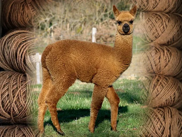 Duprem Alpaga - Visite et boutique, OFFICE DE TOURISME REGIONAL DE VILLEFRANCHE DE ROUERGUE