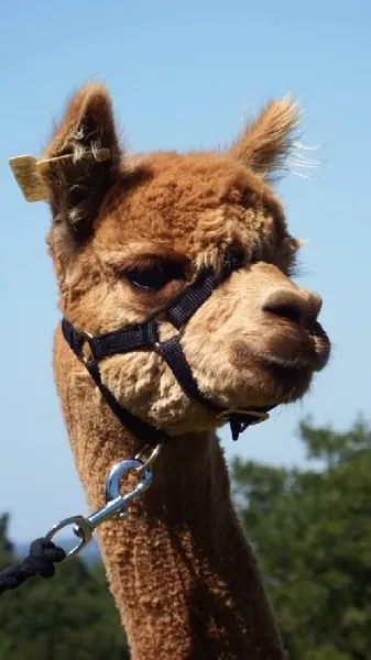 Duprem Alpaga - visite et boutique, OFFICE DE TOURISME REGIONAL DE VILLEFRANCHE DE ROUERGUE