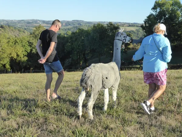 DuPrem Alpaga - Visite de la ferme et boutique, OT Villefranche-Najac