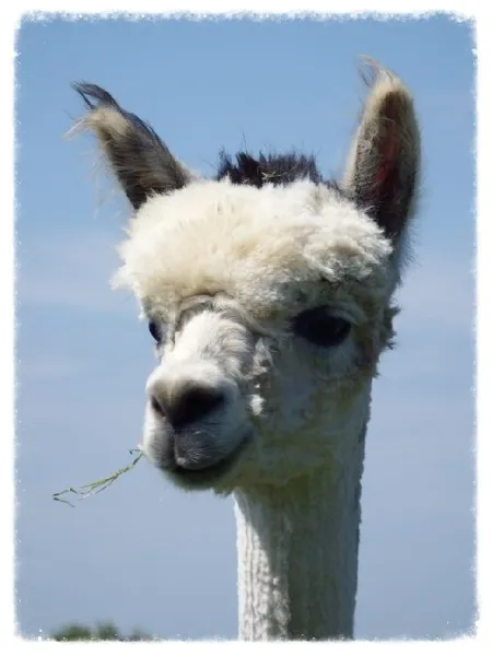 Duprem Alpaga - visite et boutique, OFFICE DE TOURISME REGIONAL DE VILLEFRANCHE DE ROUERGUE