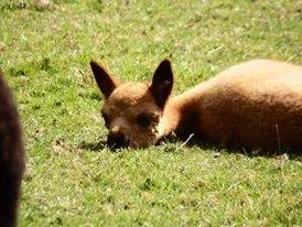 Duprem Alpaga - visite et boutique, OFFICE DE TOURISME REGIONAL DE VILLEFRANCHE DE ROUERGUE