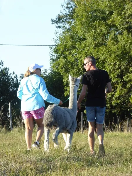 DuPrem Alpaga - Visite de la ferme et boutique, OT Villefranche-Najac