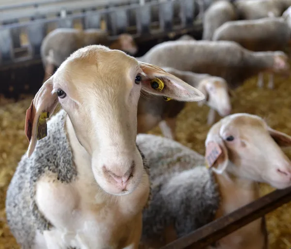 Brebis laitière de race Lacaune, Patrice Thebault