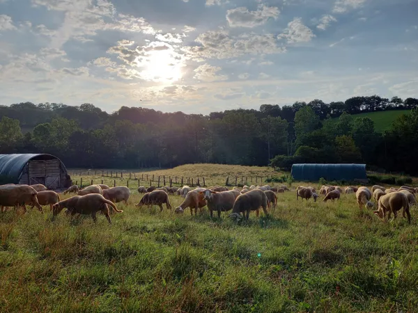 Gaec La ferme du Vialaret, La ferme du Vialaret - balade avec des ânes