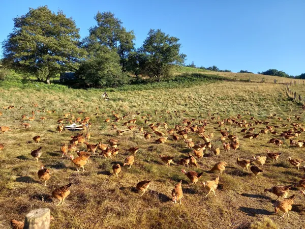 Gaec La ferme du Vialaret, La ferme du Vialaret - balade avec des ânes