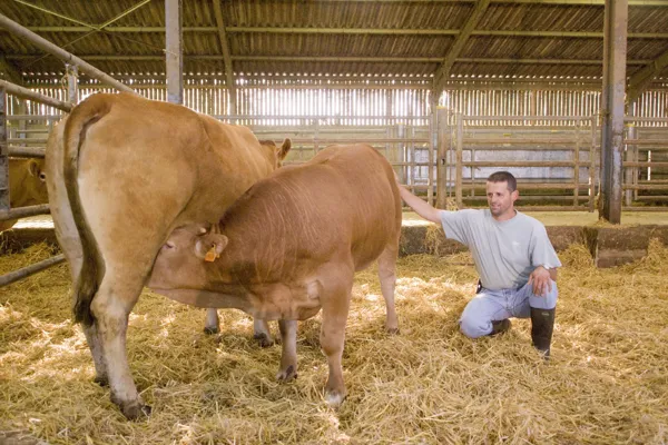 la tétée du veau sous la mère, IRVA