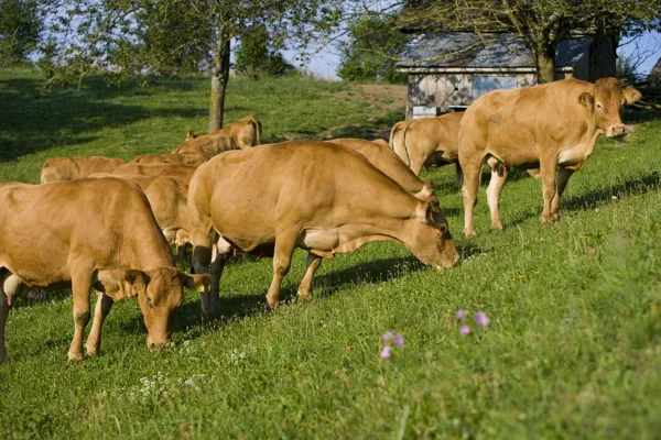 les mères pâturent au prés, IRVA