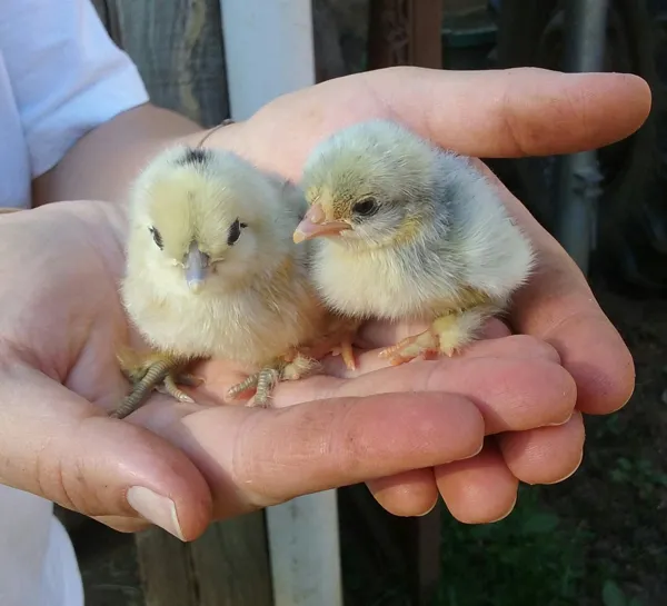 Ferme pédagogique des Bornottes, Ferme pédagogique des Bornottes