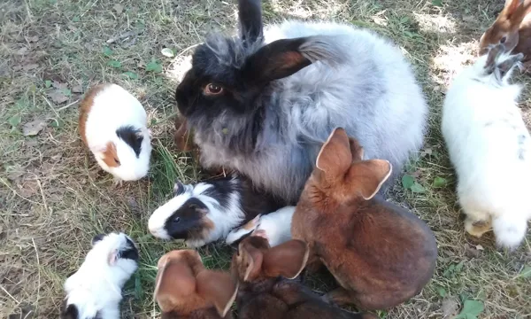 Ferme pédagogique des Bornottes, Ferme pédagogique des Bornottes