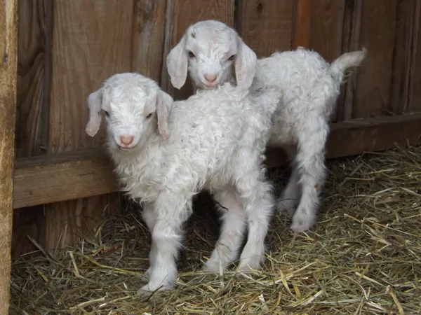 Ferme pédagogique des Bornottes, Ferme pédagogique des Bornottes
