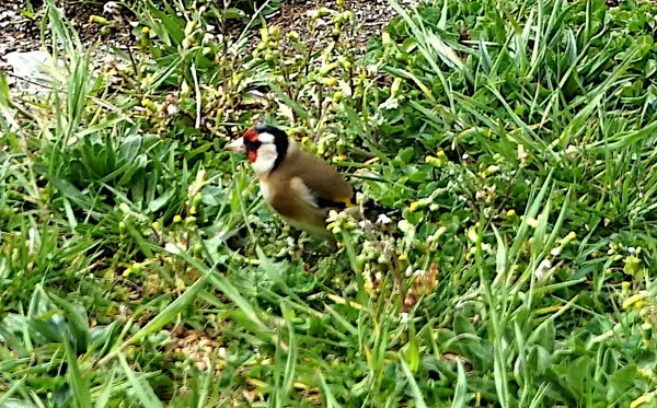 La Fée sur la Colline®, propriétaire