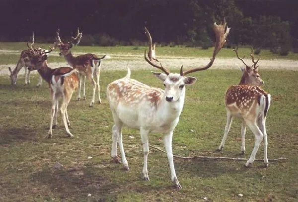 Daims la la Vallée des Daims, OFFICE DE TOURISME DU CANTON D'ENTRAYGUES SUR TRUYERE