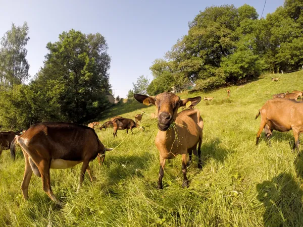 La Fenadou - Elevage de chèvre, La Fenadou