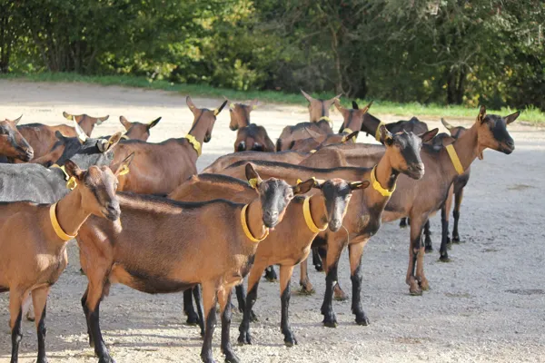 La Fenadou - Elevage de chèvre, La Fenadou