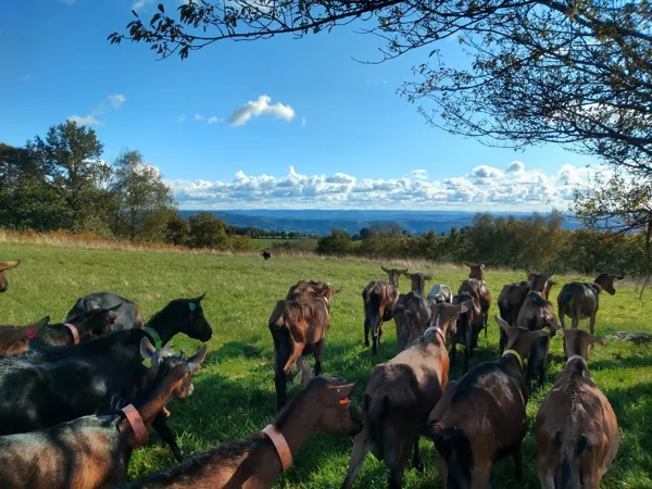 La Fenadou - Elevage de chèvre, La Fenadou