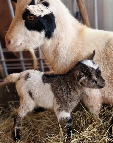 Ferme pédagogique l'Arche du Rougier, Ferme pédagogique l'Arche du Rougier