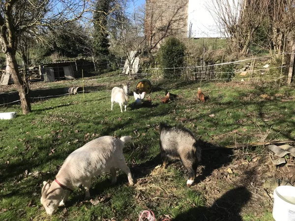 nos chèvres et poules - L'escapade de Jos
