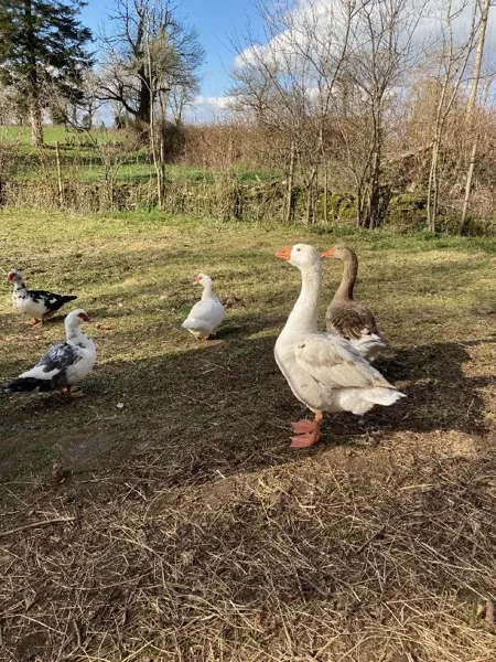 Jean Edouard et Eglantine les oies - L'escapade de Jos