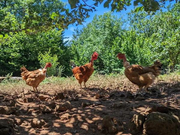 Visite à la ferme Chez Sylvie et Jean-Louis, Simon Sabathier
