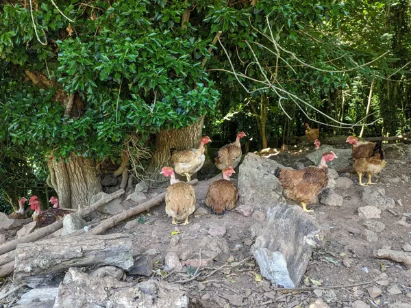 Visite à la ferme Chez Sylvie et Jean-Louis, Simon Sabathier