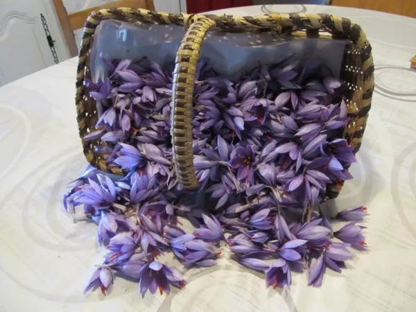 La Safran de Murols, OFFICE DE TOURISME DU CANTON DE MUR DE BARREZ