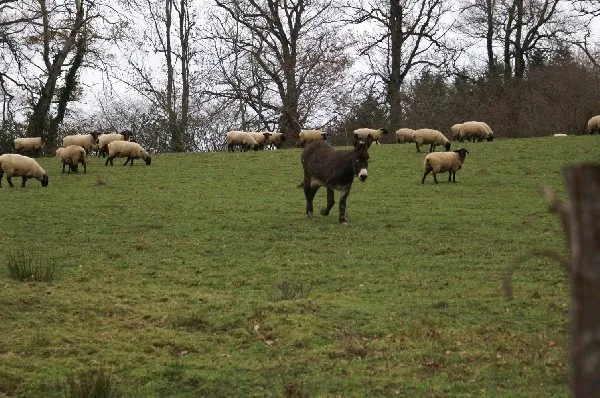 Monsieur Gérard Vidal