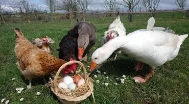 La petite ferme naturailes, OFFICE DE TOURISME DE PARELOUP LEVEZOU
