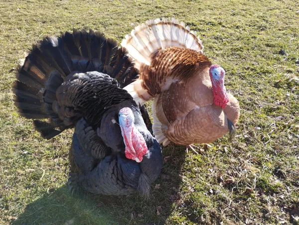 La petite ferme natur'ailes, OFFICE DE TOURISME DE PARELOUP LEVEZOU