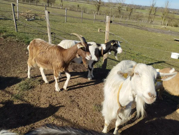La petite ferme natur'ailes, OFFICE DE TOURISME DE PARELOUP LEVEZOU