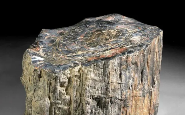 Tronc de bois pétrifié issue des forêt immergé par la mer et fossilisé, Atelier Elodie Marcillac Estaing