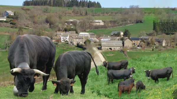 MAS D'HERENS, MAS D'HERENS